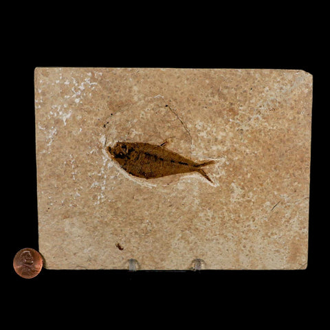 2.6" Diplomystus Dentatus Fossil Fish Green River FM WY Eocene Age COA, Stand - Fossil Age Minerals