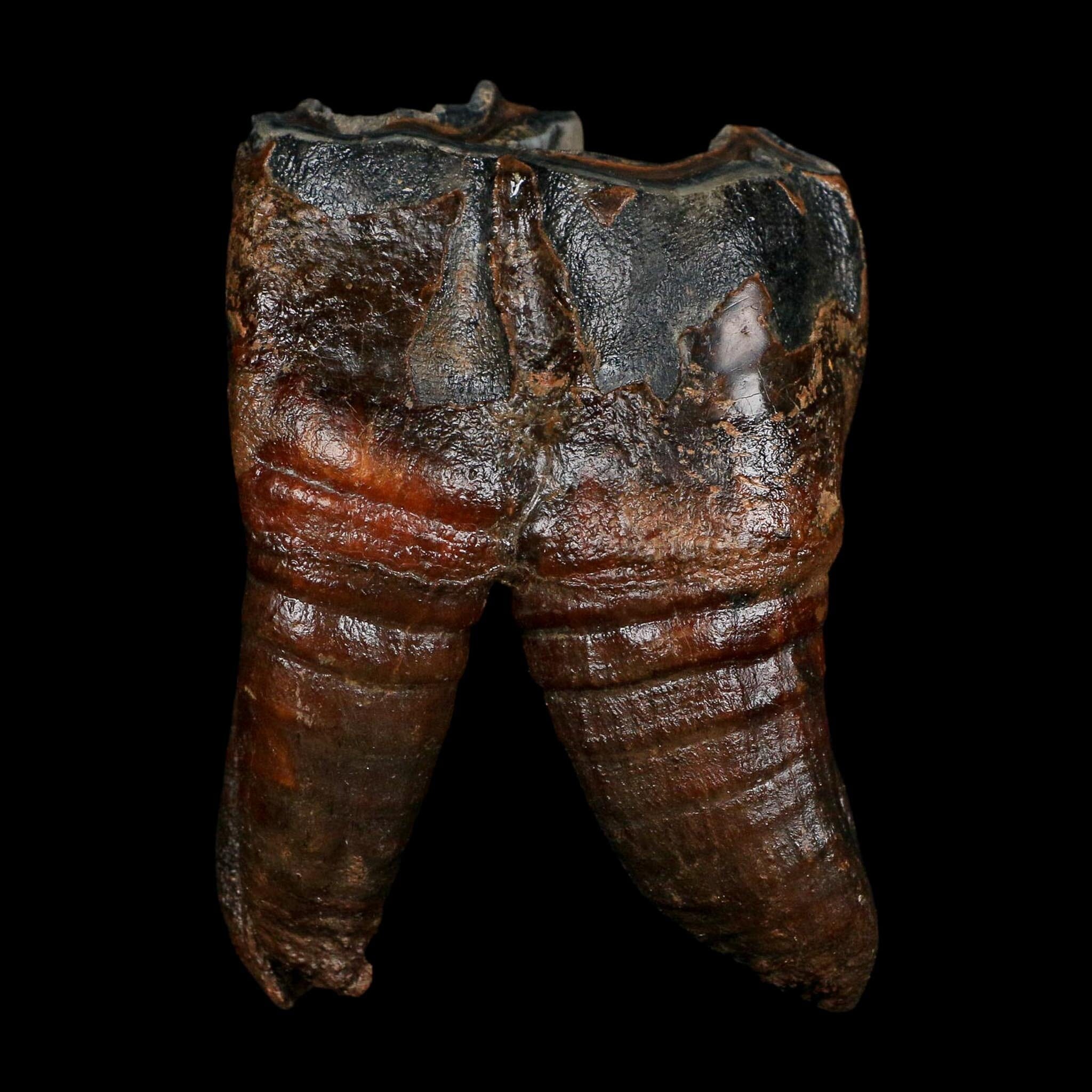 3.7" Woolly Rhinoceros Fossil Rooted Tooth Pleistocene Age Megafauna Russia COA