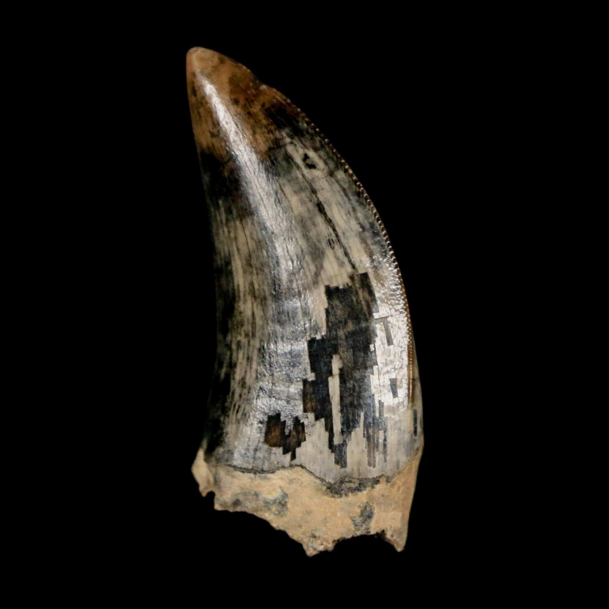 1.2" Tyrannosaur Serrated Fossil Tooth Cretaceous Dinosaur Judith River FM MT COA - Fossil Age Minerals