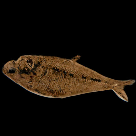 2.6" Diplomystus Dentatus Fossil Fish Green River FM WY Eocene Age COA, Stand