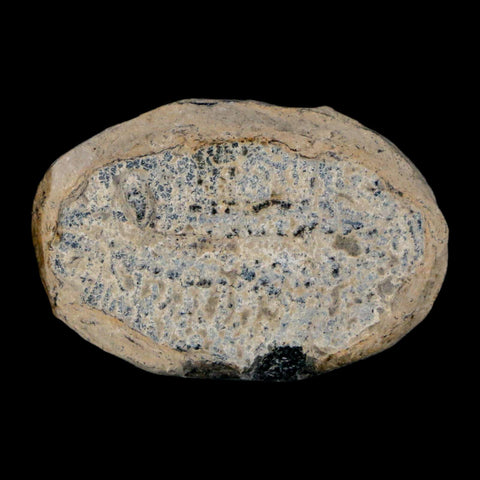 1.1" Elrathia Kingi Trilobite Fossil Utah Cambrian Age 521 Million Years Old COA - Fossil Age Minerals