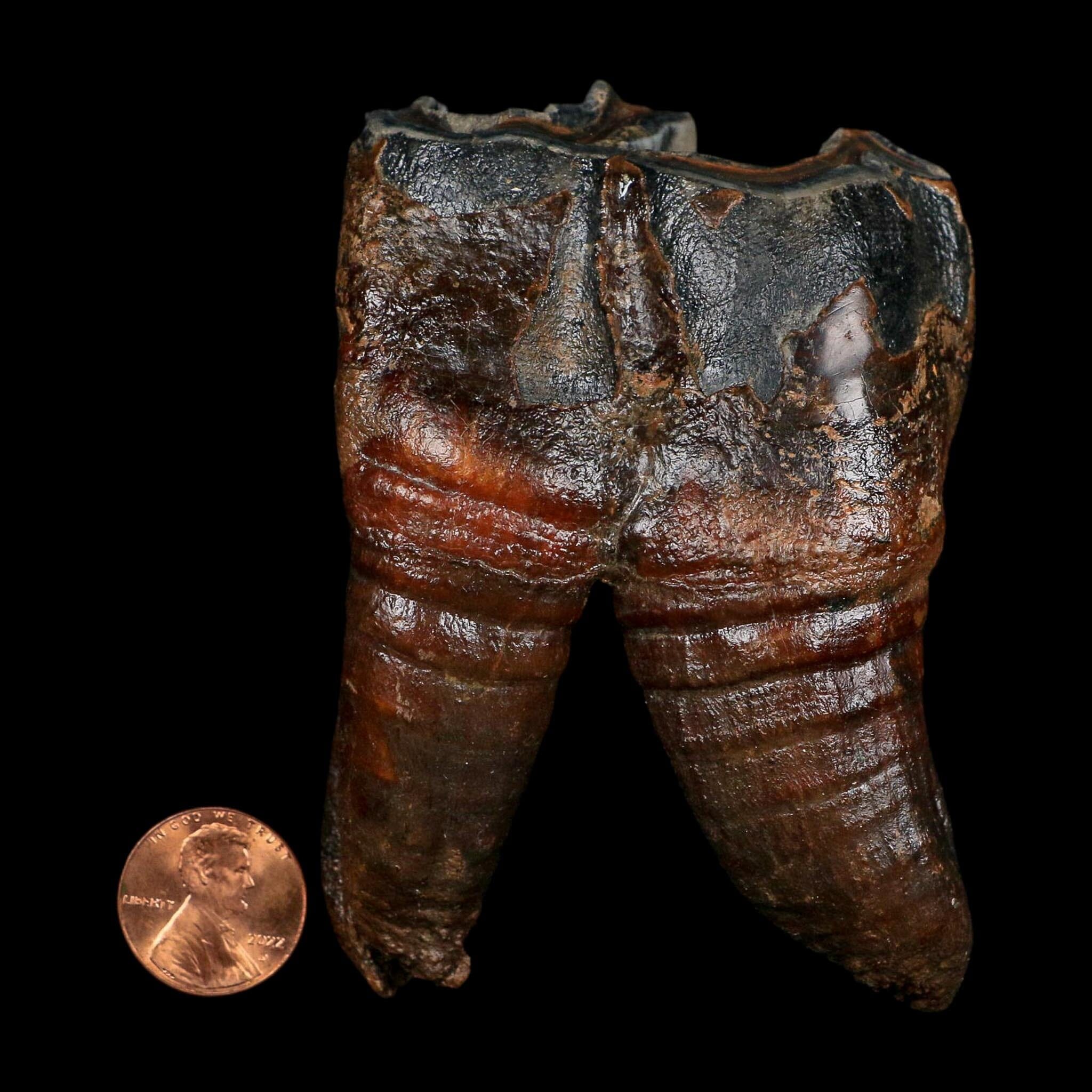 3.7" Woolly Rhinoceros Fossil Rooted Tooth Pleistocene Age Megafauna Russia COA