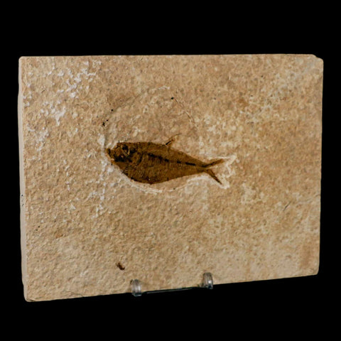 2.6" Diplomystus Dentatus Fossil Fish Green River FM WY Eocene Age COA, Stand - Fossil Age Minerals