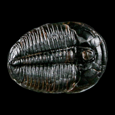 1.1" Elrathia Kingi Trilobite Fossil Utah Cambrian Age 521 Million Years Old COA
