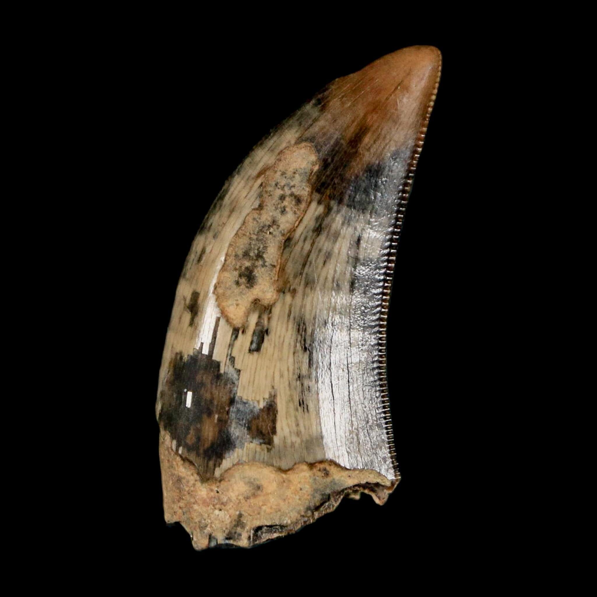 1.2" Tyrannosaur Serrated Fossil Tooth Cretaceous Dinosaur Judith River FM MT COA - Fossil Age Minerals