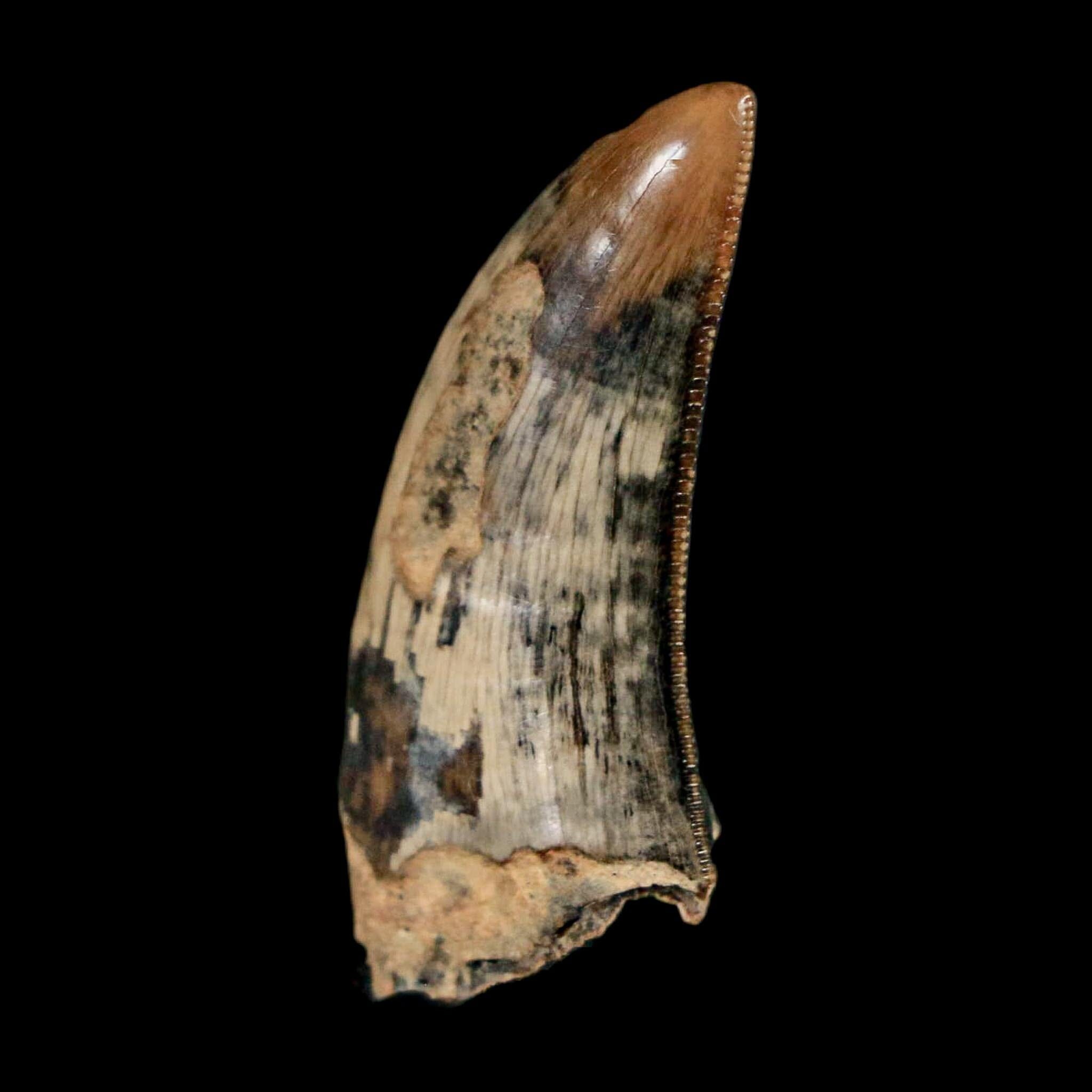 1.2" Tyrannosaur Serrated Fossil Tooth Cretaceous Dinosaur Judith River FM MT COA - Fossil Age Minerals