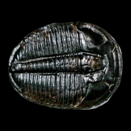 1.1" Elrathia Kingi Trilobite Fossil Utah Cambrian Age 521 Million Years Old COA