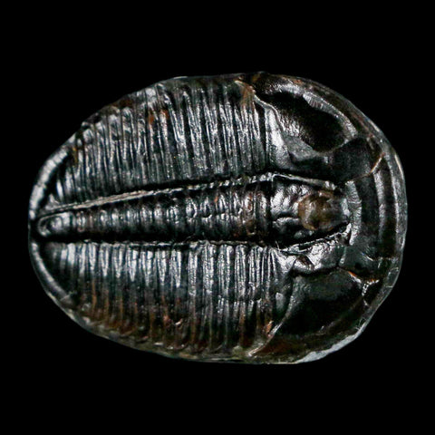 1.1" Elrathia Kingi Trilobite Fossil Utah Cambrian Age 521 Million Years Old COA - Fossil Age Minerals