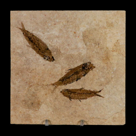 3 Three Knightia Eocaena Fossil Fish Green River FM Wyoming Eocene Age COA & Stand