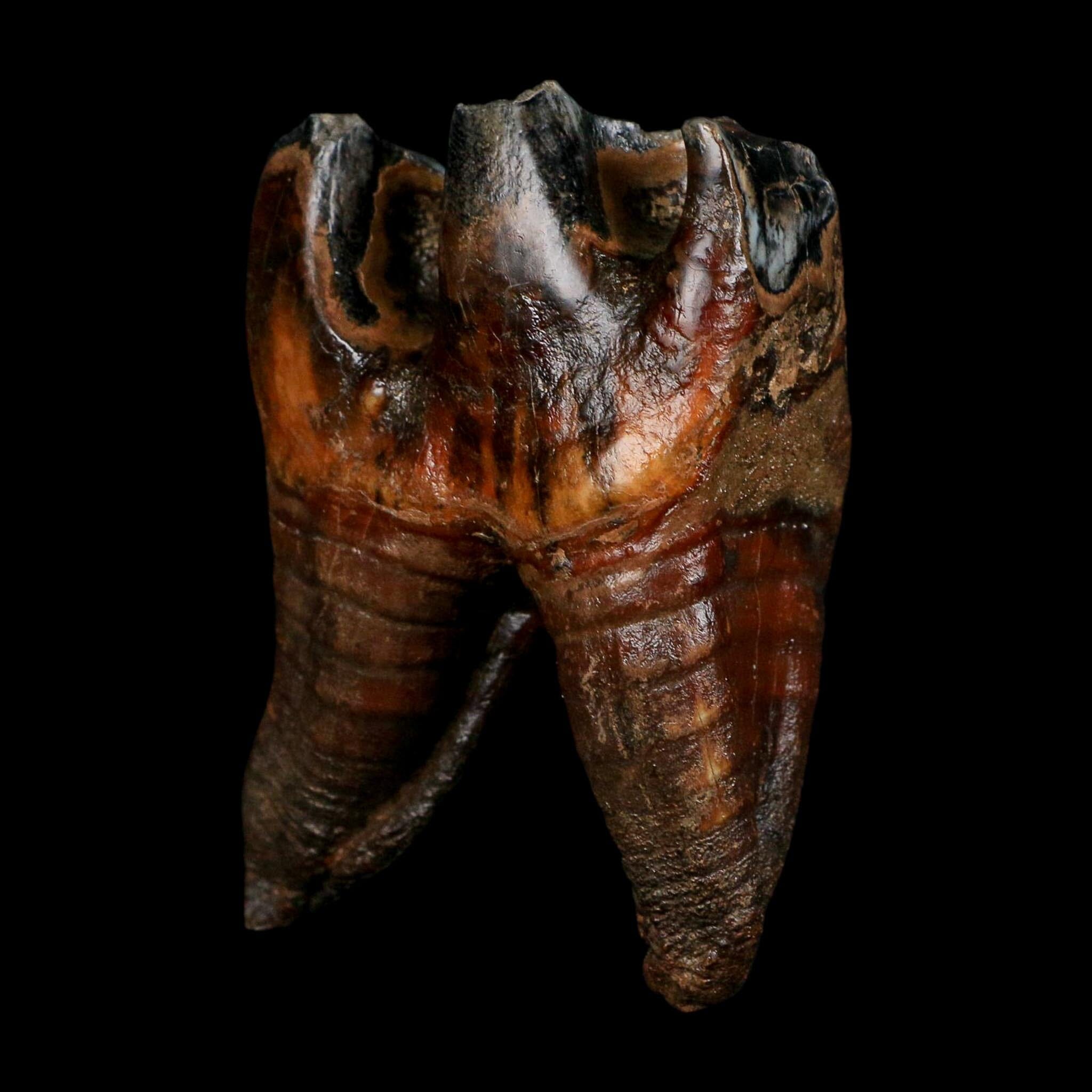 3.7" Woolly Rhinoceros Fossil Rooted Tooth Pleistocene Age Megafauna Russia COA