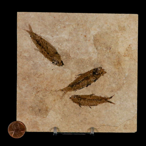 3 Three Knightia Eocaena Fossil Fish Green River FM Wyoming Eocene Age COA & Stand - Fossil Age Minerals