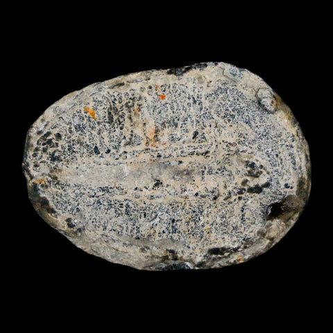 1.1" Elrathia Kingi Trilobite Fossil Utah Cambrian Age 521 Million Years Old COA - Fossil Age Minerals