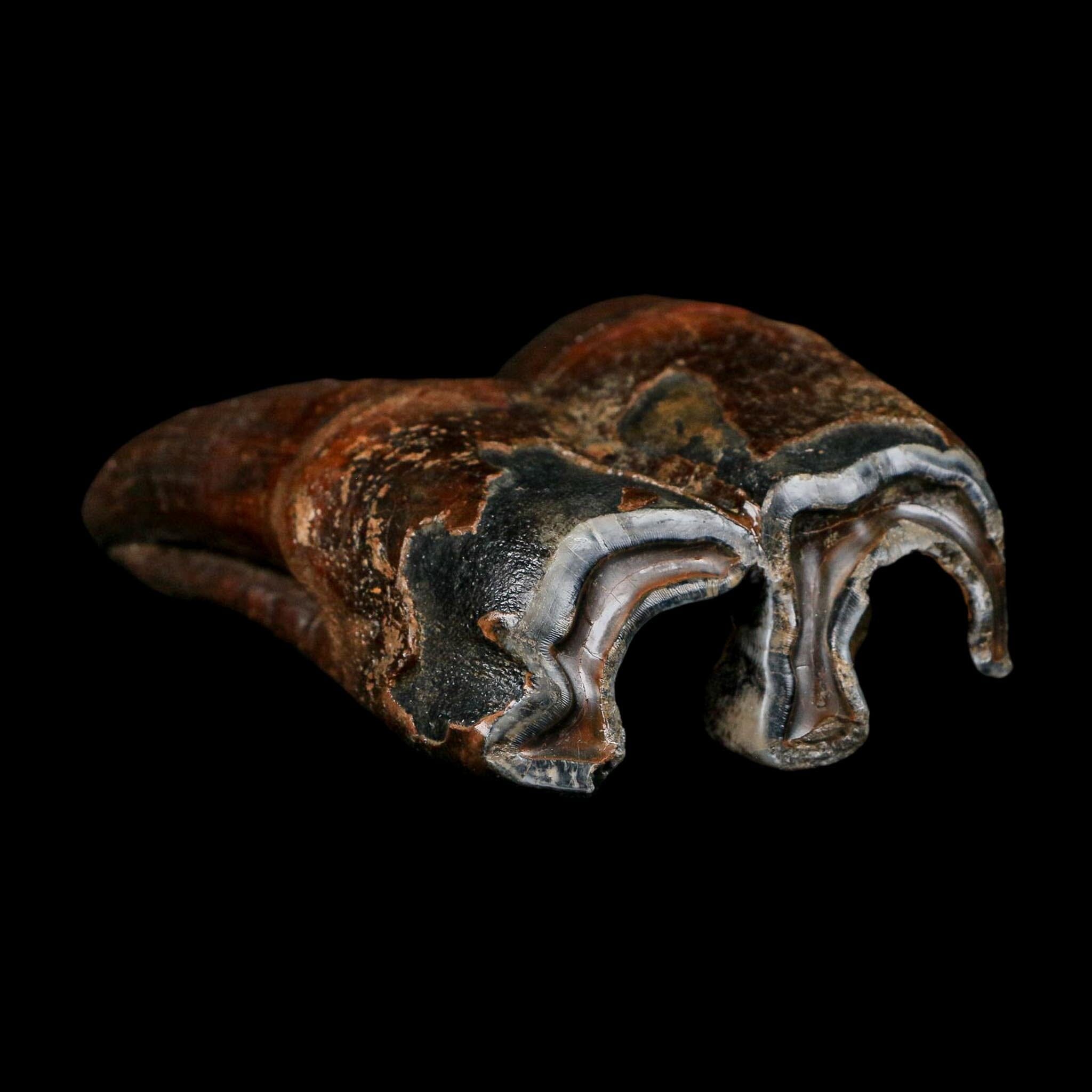 3.7" Woolly Rhinoceros Fossil Rooted Tooth Pleistocene Age Megafauna Russia COA