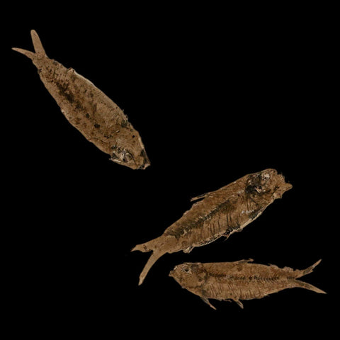 3 Three Knightia Eocaena Fossil Fish Green River FM Wyoming Eocene Age COA & Stand - Fossil Age Minerals