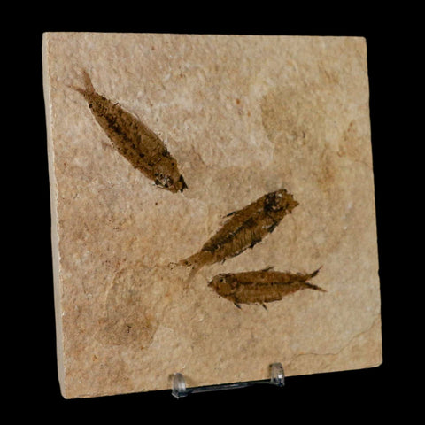 3 Three Knightia Eocaena Fossil Fish Green River FM Wyoming Eocene Age COA & Stand - Fossil Age Minerals