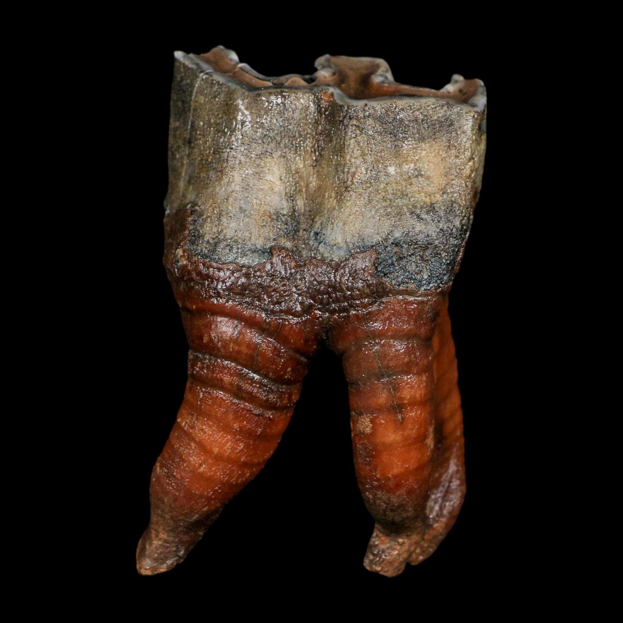 3.4" Woolly Rhinoceros Fossil Rooted Tooth Pleistocene Age Megafauna Russia COA