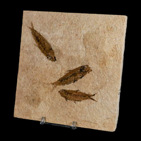 3 Three Knightia Eocaena Fossil Fish Green River FM Wyoming Eocene Age COA & Stand - Fossil Age Minerals
