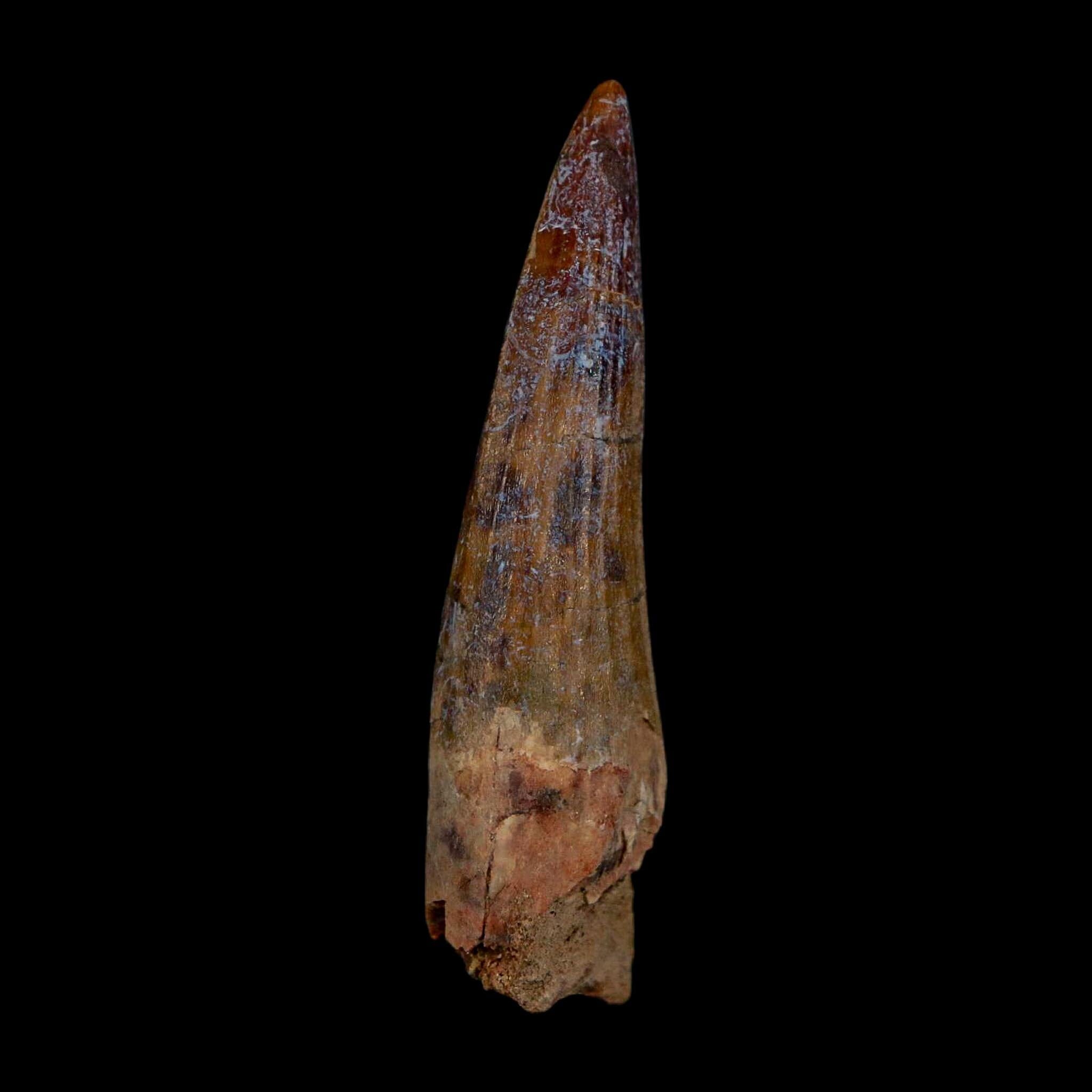 1.9" Suchomimus Fossil Tooth Cretaceous Spinosaurid Dinosaur Elraz FM Niger COA - Fossil Age Minerals