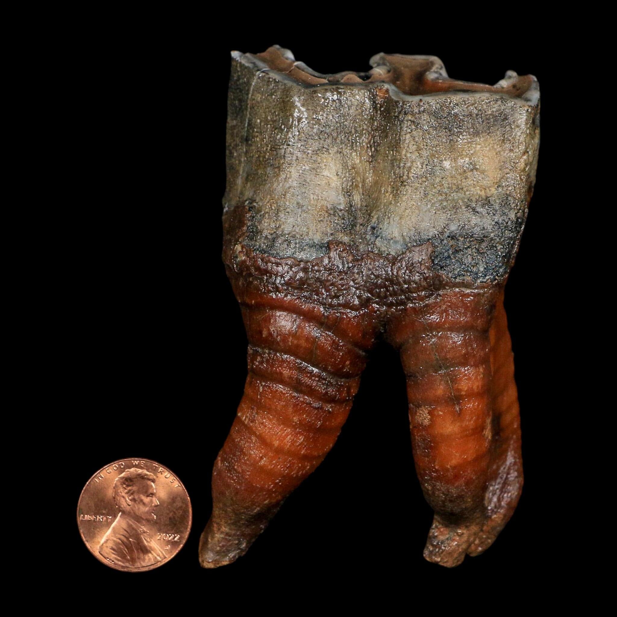 3.4" Woolly Rhinoceros Fossil Rooted Tooth Pleistocene Age Megafauna Russia COA