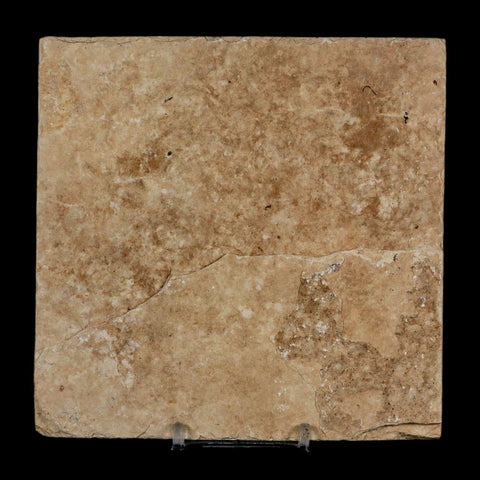 3 Three Knightia Eocaena Fossil Fish Green River FM Wyoming Eocene Age COA & Stand - Fossil Age Minerals