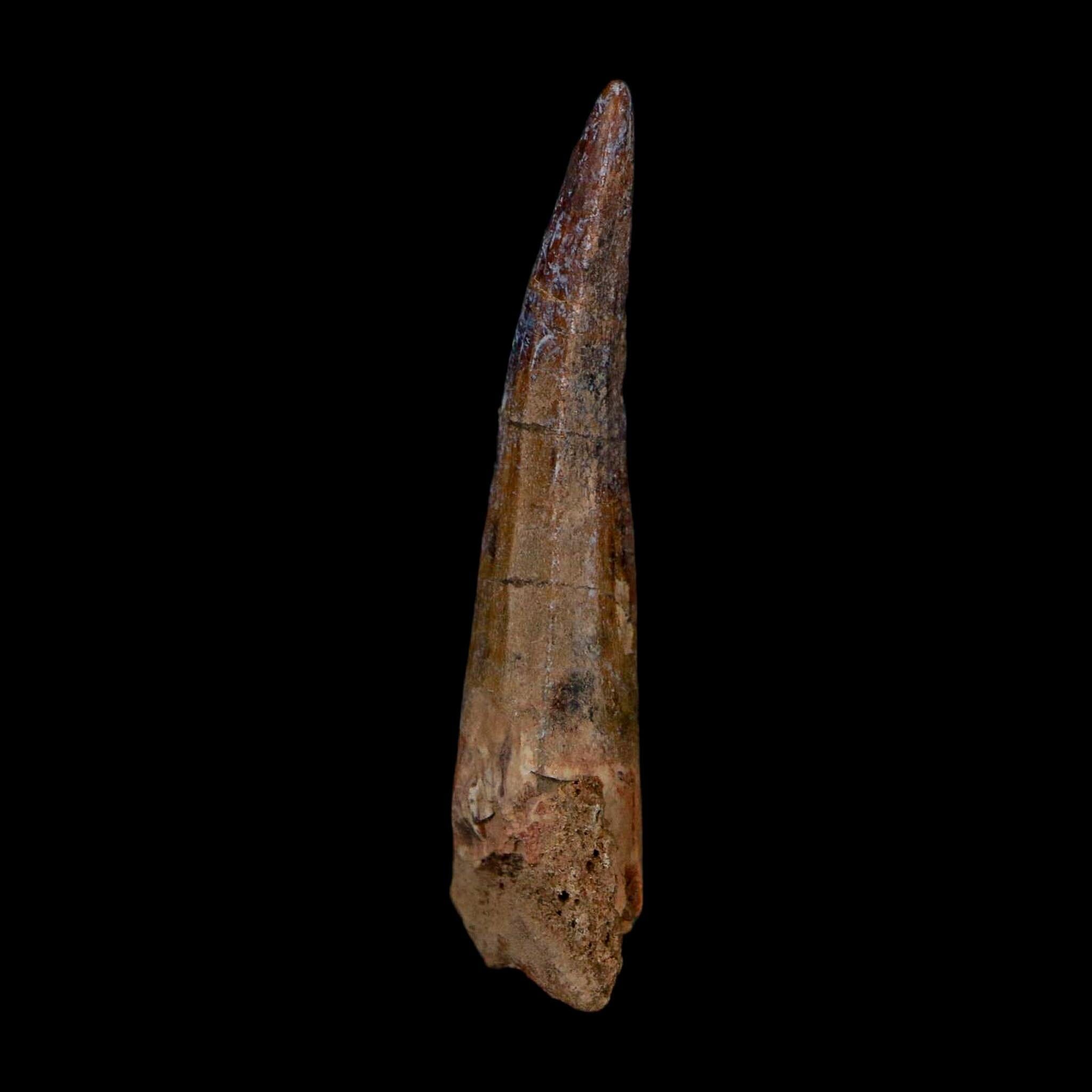 1.9" Suchomimus Fossil Tooth Cretaceous Spinosaurid Dinosaur Elraz FM Niger COA - Fossil Age Minerals
