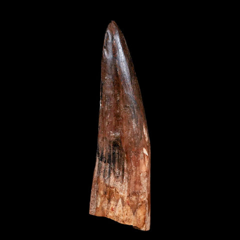 XXL 4" Spinosaurus Fossil Tooth 100 Million Years Old Cretaceous Dinosaur COA - Fossil Age Minerals