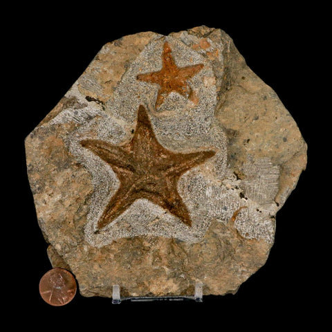 2 Two Brittle Star Petraster Starfish Fossil Ordovician Age Blekus Morocco COA Stand - Fossil Age Minerals