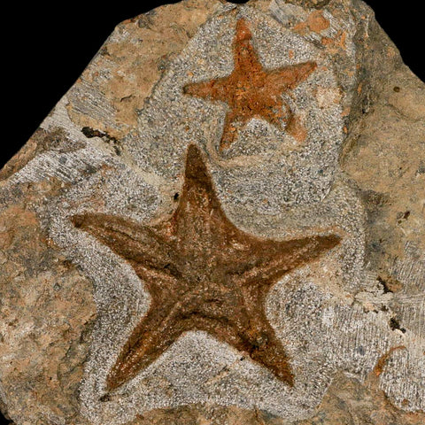 2 Two Brittle Star Petraster Starfish Fossil Ordovician Age Blekus Morocco COA Stand - Fossil Age Minerals