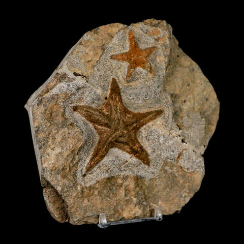 2 Two Brittle Star Petraster Starfish Fossil Ordovician Age Blekus Morocco COA Stand - Fossil Age Minerals
