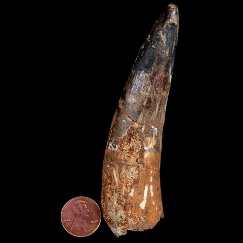XXL 4.3" Spinosaurus Fossil Tooth 100 Million Years Old Cretaceous Dinosaur COA - Fossil Age Minerals