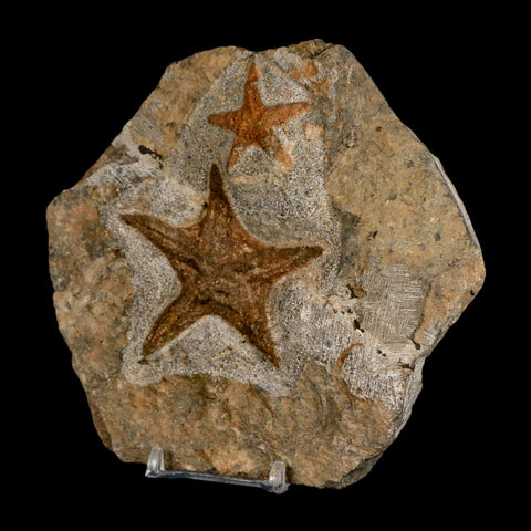 2 Two Brittle Star Petraster Starfish Fossil Ordovician Age Blekus Morocco COA Stand - Fossil Age Minerals