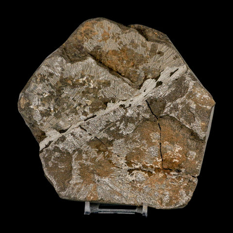 2 Two Brittle Star Petraster Starfish Fossil Ordovician Age Blekus Morocco COA Stand - Fossil Age Minerals