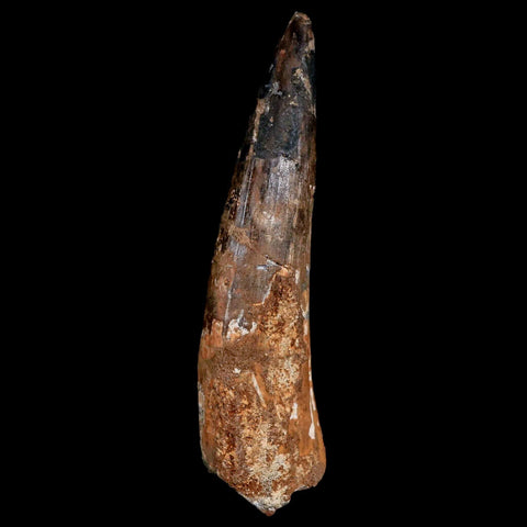 XXL 4.3" Spinosaurus Fossil Tooth 100 Million Years Old Cretaceous Dinosaur COA - Fossil Age Minerals