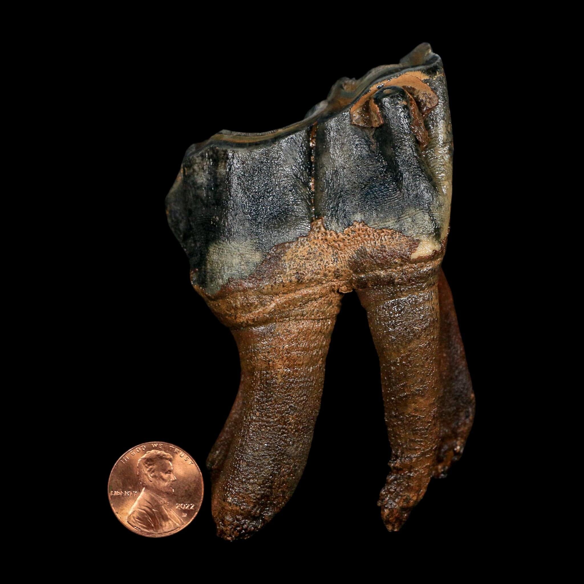 3.7" Woolly Rhinoceros Fossil Rooted Tooth Pleistocene Age Megafauna Russia COA