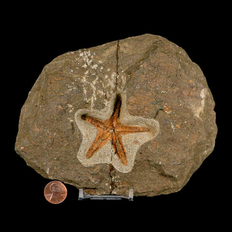 53MM Brittle Star Petraster Starfish Fossil Ordovician Age Blekus Morocco COA Stand - Fossil Age Minerals