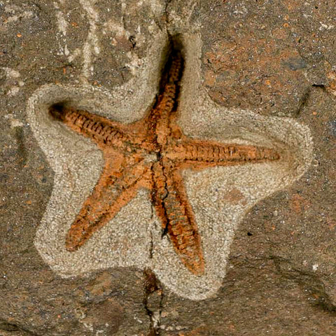 53MM Brittle Star Petraster Starfish Fossil Ordovician Age Blekus Morocco COA Stand - Fossil Age Minerals
