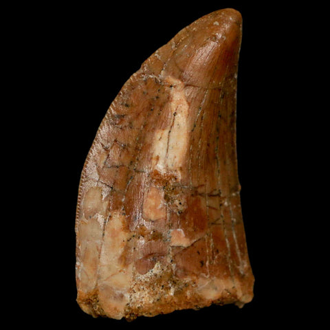 1.3" Carcharodontosaurus Fossil Tooth Cretaceous Dinosaur Morocco COA, Display - Fossil Age Minerals