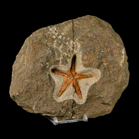 53MM Brittle Star Petraster Starfish Fossil Ordovician Age Blekus Morocco COA Stand - Fossil Age Minerals
