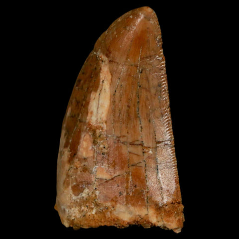 1.3" Carcharodontosaurus Fossil Tooth Cretaceous Dinosaur Morocco COA, Display - Fossil Age Minerals