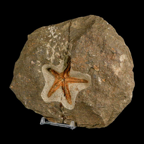 53MM Brittle Star Petraster Starfish Fossil Ordovician Age Blekus Morocco COA Stand - Fossil Age Minerals