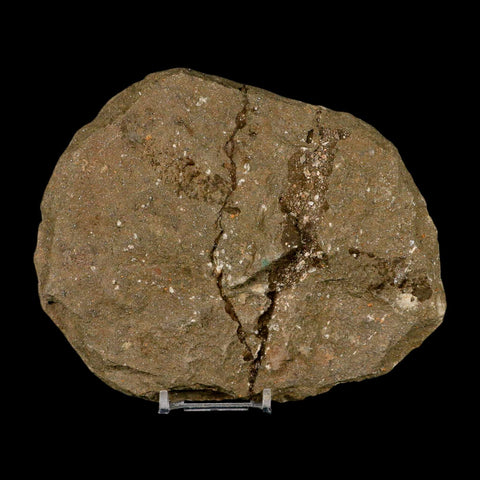 53MM Brittle Star Petraster Starfish Fossil Ordovician Age Blekus Morocco COA Stand - Fossil Age Minerals