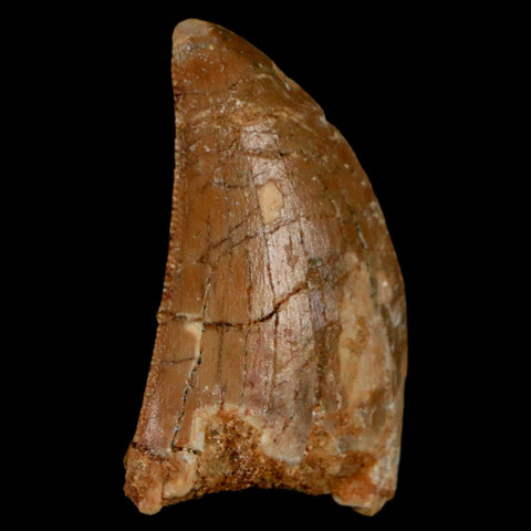 1.3" Carcharodontosaurus Fossil Tooth Cretaceous Dinosaur Morocco COA, Display - Fossil Age Minerals