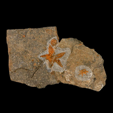 49MM Brittle Star Petraster Starfish Fossil Ordovician Age Blekus Morocco COA Stand - Fossil Age Minerals