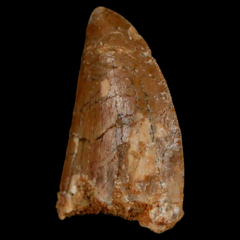 1.3" Carcharodontosaurus Fossil Tooth Cretaceous Dinosaur Morocco COA, Display - Fossil Age Minerals