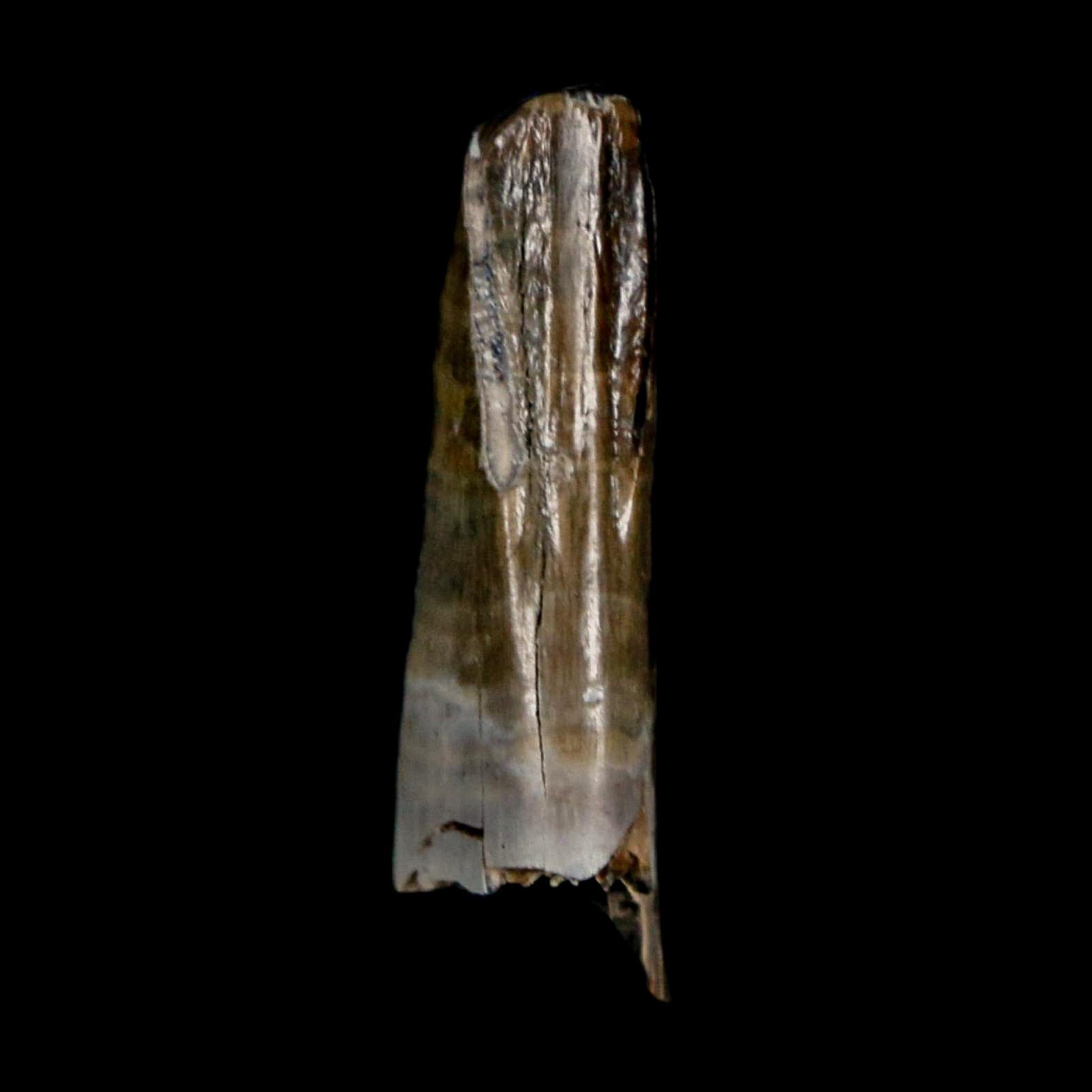 0.9" Tyrannosaur Fossil Premax Tooth Cretaceous Dinosaur Judith River FM MT COA - Fossil Age Minerals