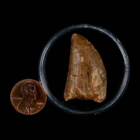 1.3" Carcharodontosaurus Fossil Tooth Cretaceous Dinosaur Morocco COA, Display - Fossil Age Minerals