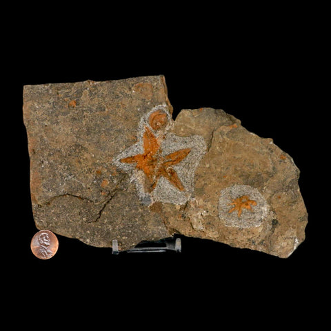 49MM Brittle Star Petraster Starfish Fossil Ordovician Age Blekus Morocco COA Stand - Fossil Age Minerals