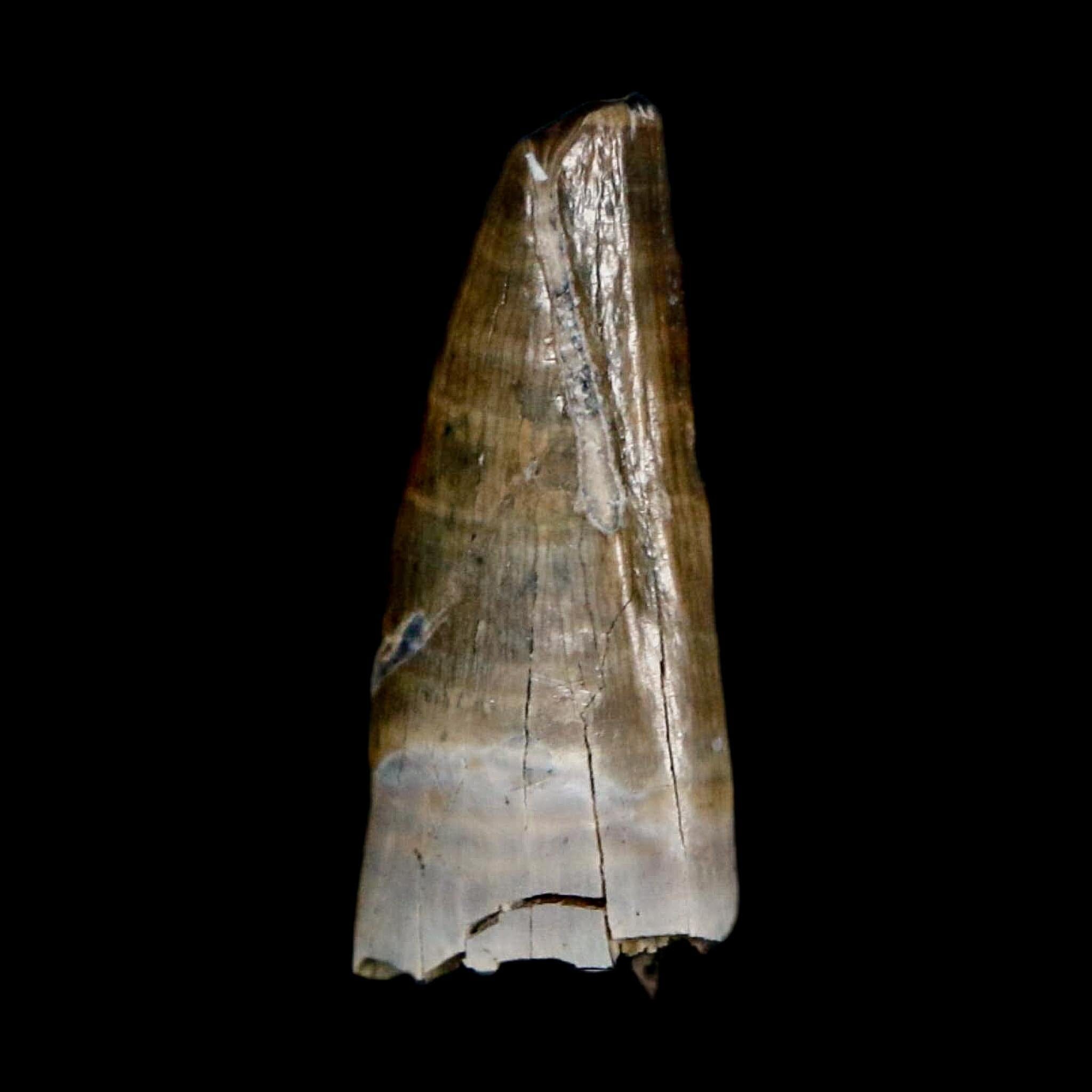 0.9" Tyrannosaur Fossil Premax Tooth Cretaceous Dinosaur Judith River FM MT COA - Fossil Age Minerals
