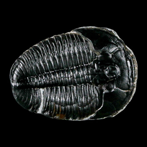 1.3" Elrathia Kingi Trilobite Fossil Utah Cambrian Age 521 Million Years Old COA - Fossil Age Minerals