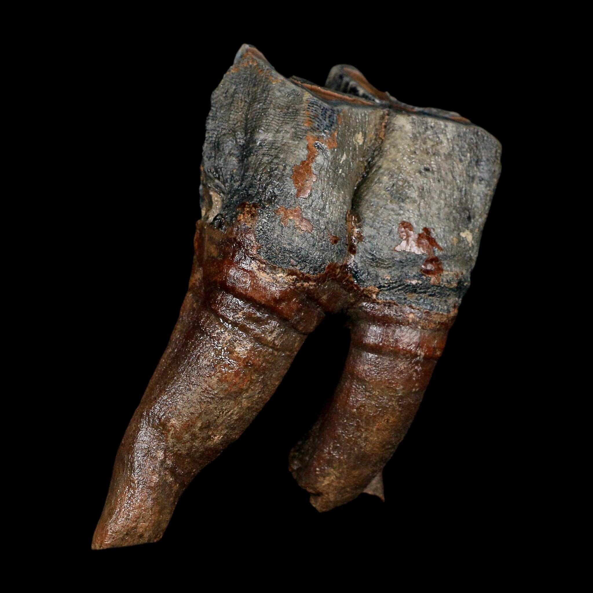 4.4" Woolly Rhinoceros Fossil Rooted Tooth Pleistocene Age Megafauna Russia COA